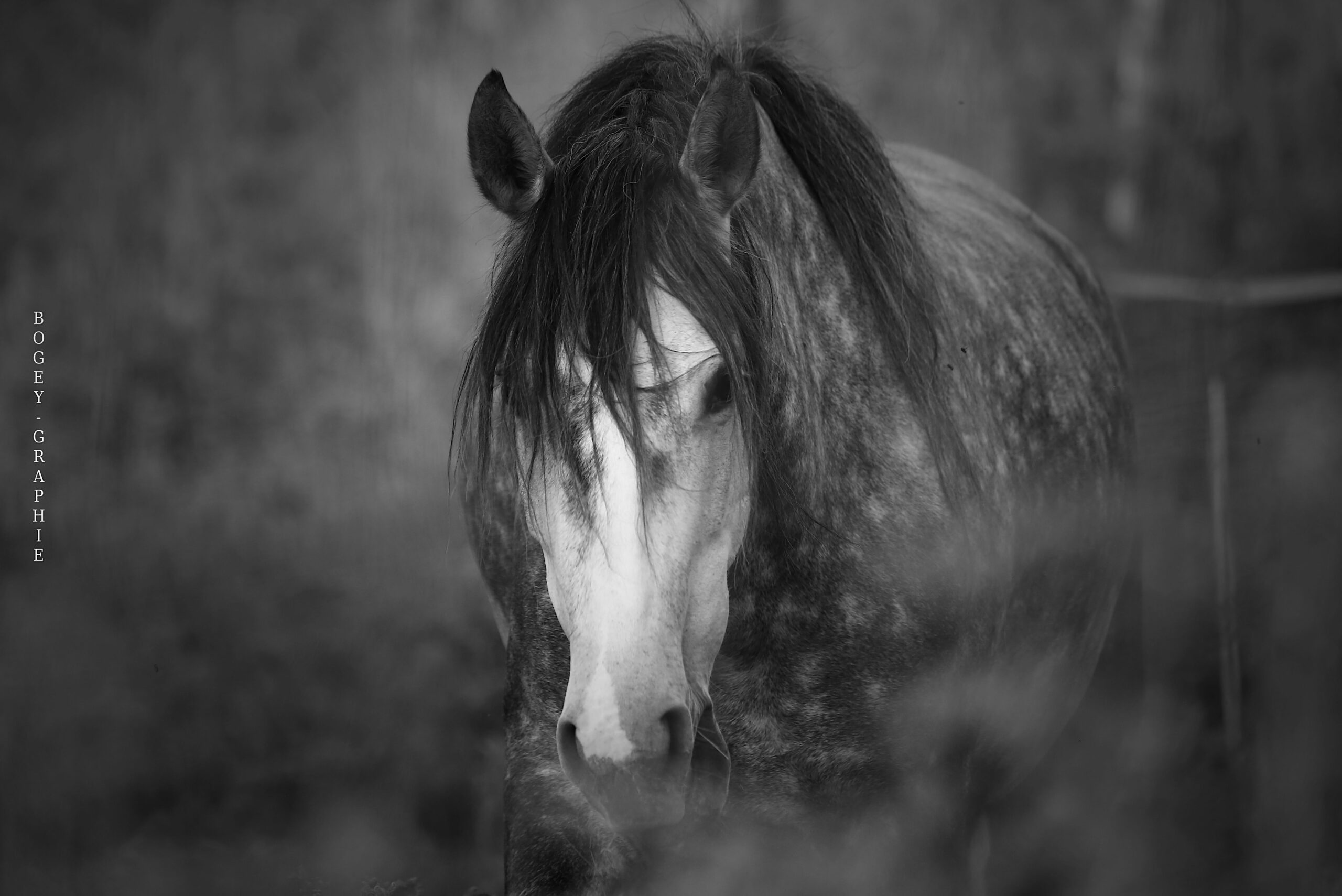 Equitact, Équitation Consciente et Respectueuse