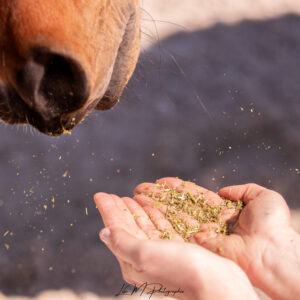 Stage "Maintenir son cheval en santé par une alimentation adaptée"